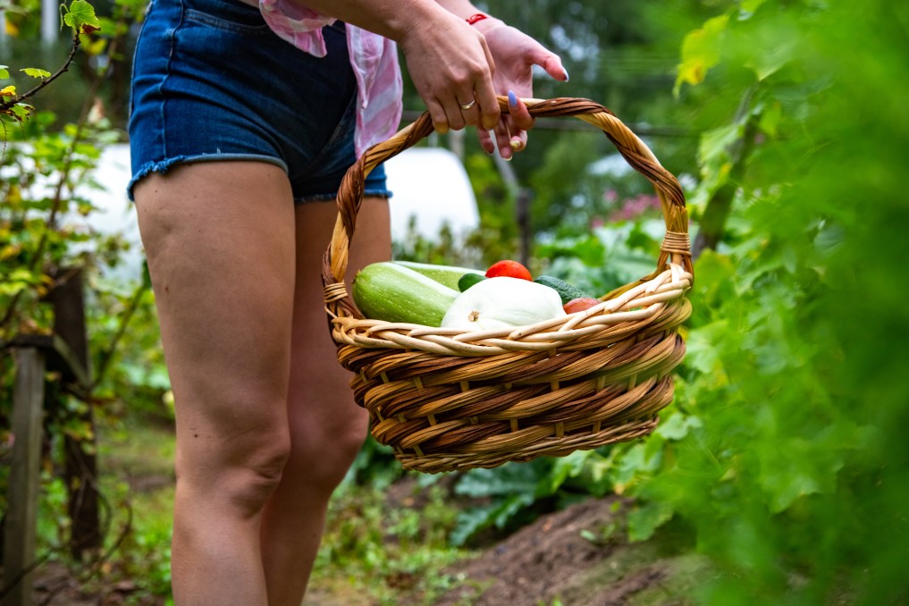 alimentation Bio