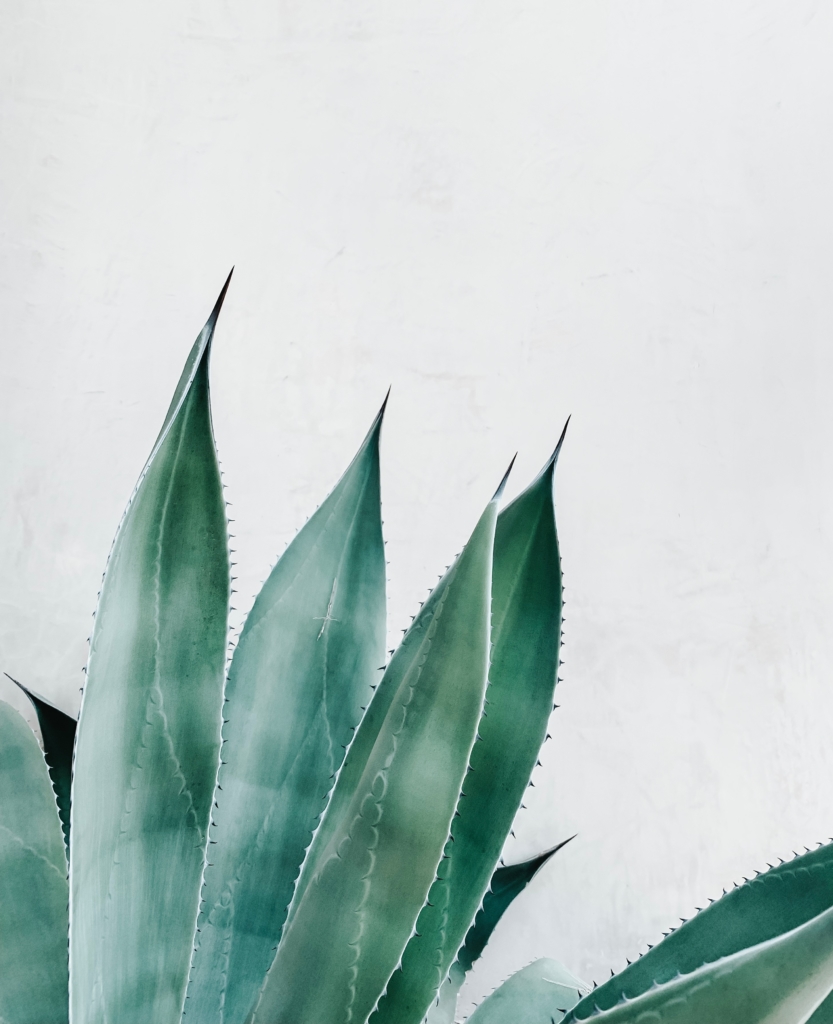 aloe vera pour bronzer vite