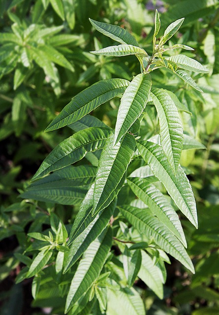 Gel douche à la verveine bio