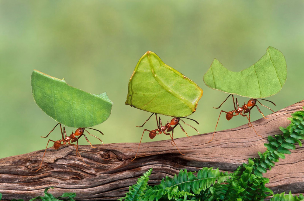 huile de fourmis